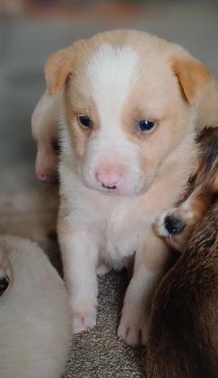 גורים זכרים ונקבות מעורבים, האמא