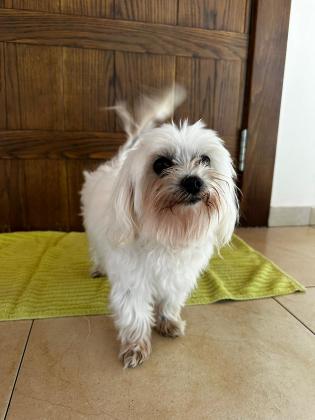 אצ׳י ❤️ מלטז ננסי בן 10 מחפש בית חם