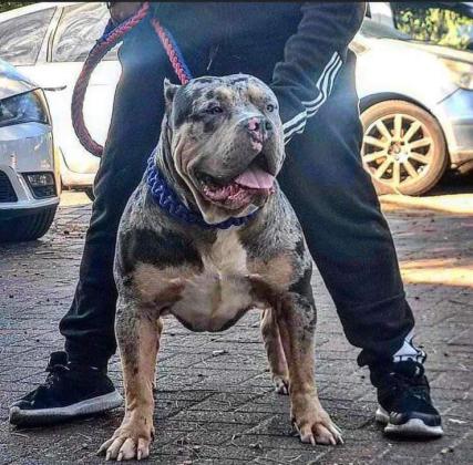 אמריקן בולי XL המלטה נדירה