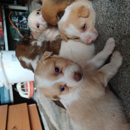 גורים זכרים ונקבות מעורבים, האמא