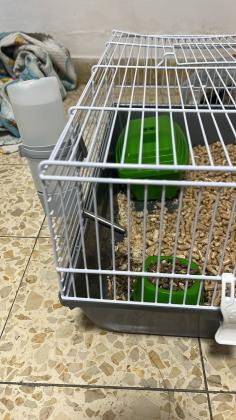 זו חיה חברותית, קטנה וחכמה