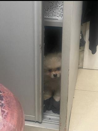 מכירה גורי גלבים 2 זכרים