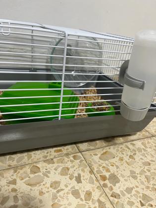 זו חיה חברותית, קטנה וחכמה