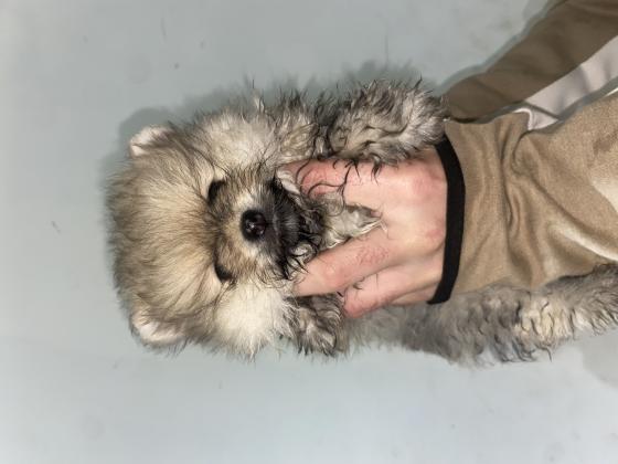 גור פומרניין ננסיי זכר בן