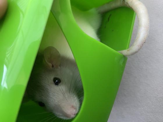 זו חיה חברותית, קטנה וחכמה