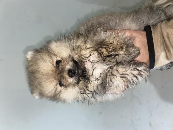 גור פומרניין ננסיי זכר בן