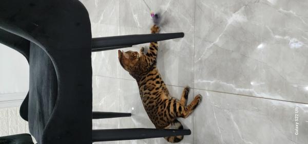 חתול בנגלי לא מסורס בן 7 חודש