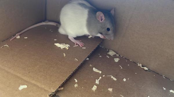 זו חיה חברותית, קטנה וחכמה