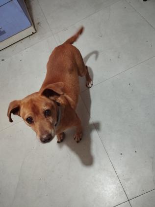 ביגל מעורב בן שלוש, מאמי