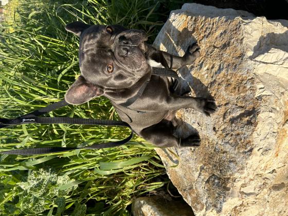 בולדוג צרפתי כחול