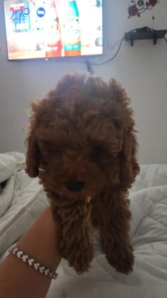 גור זכר בן חודשים עבר