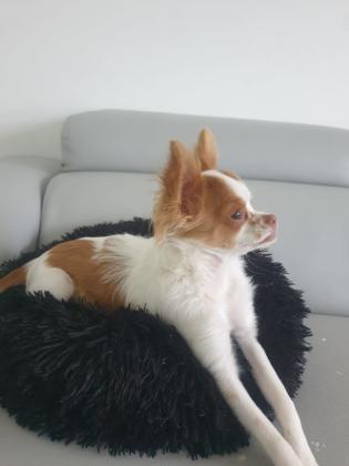 למכירה צ'יוואווה גזעיתכלבה ידידודית ...