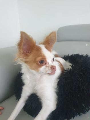 למכירה צ'יוואווה גזעיתכלבה ידידודית ...