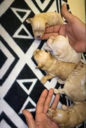 למכירה גורי מלטיפו זכרים ונקבות