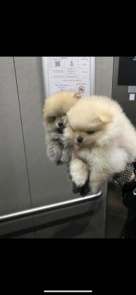 למכירה שני גורי פומרניאן זכר