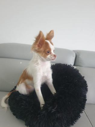 למכירה צ'יוואווה גזעיתכלבה ידידודית ...