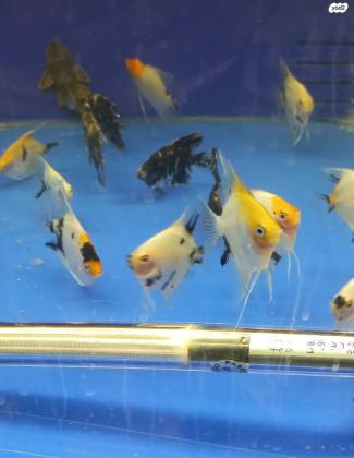 דגי סקלר לא בשבת