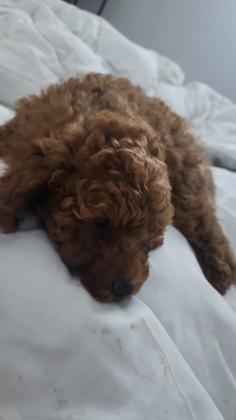 גור זכר בן חודשים עבר