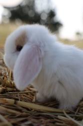 ארנבים ננסיים גזעיים אמיתיים מחווה