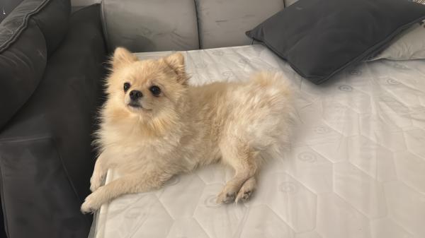 אוהב ילדים מאוד חברותי והכי