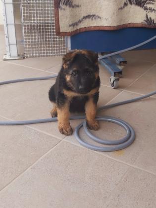 גור זכר אחרון של רועה גרמני בן חודשיים