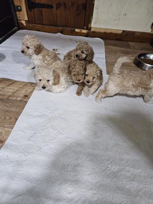 למכירה גוריי פודל טויי ננסי