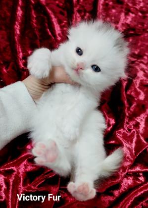 גורים סקוטים מתועדים גזעיים עם