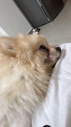 אוהב ילדים מאוד חברותי והכי