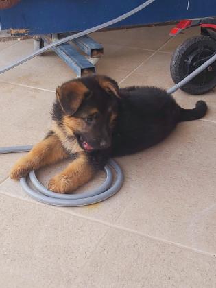 גור זכר אחרון של רועה גרמני בן חודשיים