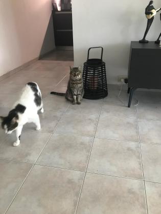 3 חתולים מקסימים , 2