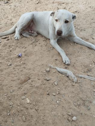 לברדור מעורב בן שנתים, כולו