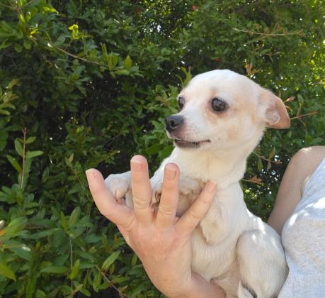 ציוואוה גיזעית בת שנה כשני