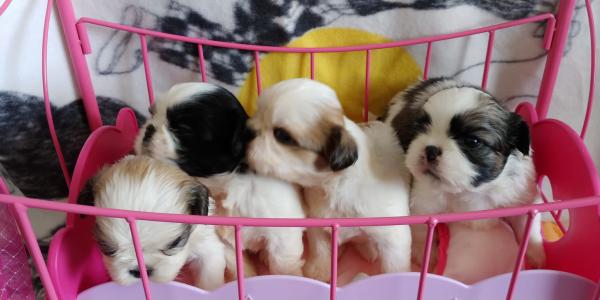 פאפי שיצו מהסוג היפה המלכותי