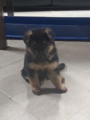 גור זכר אחרון של רועה גרמני בן חודשיים