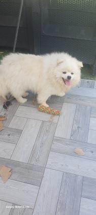 2 זכרים נדירים