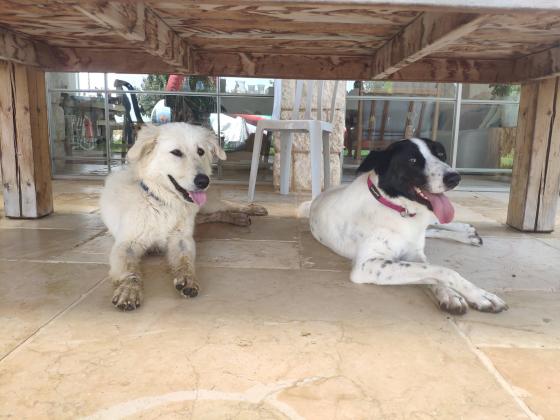 תכירו את שושי :)כלבה יפה,