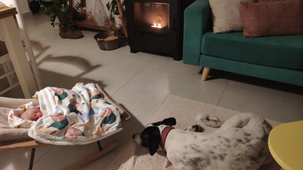 תכירו את שושי :)כלבה יפה,