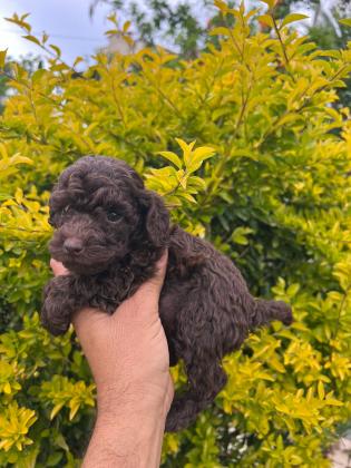 המלטה מהממת של פודל טוי