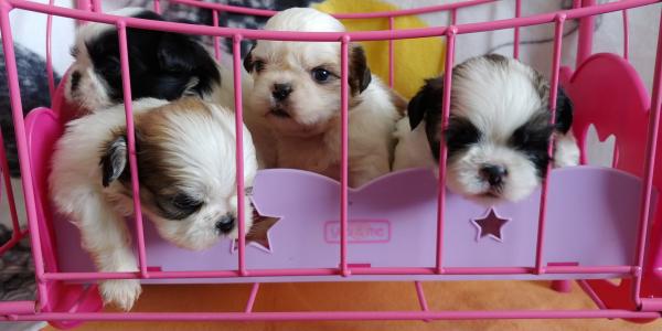 פאפי שיצו מהסוג היפה המלכותי