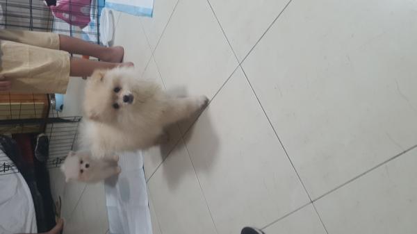 גורה בת חודשיים וחצי מתוקה ממש גמיש