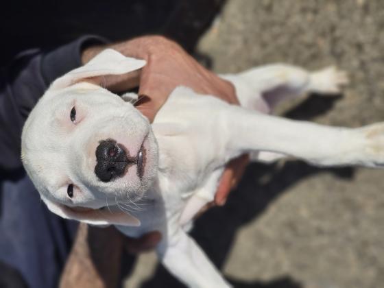 גורי דוגו ארגנטינו מהממים נשארו