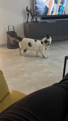 3 חתולים מקסימים , 2