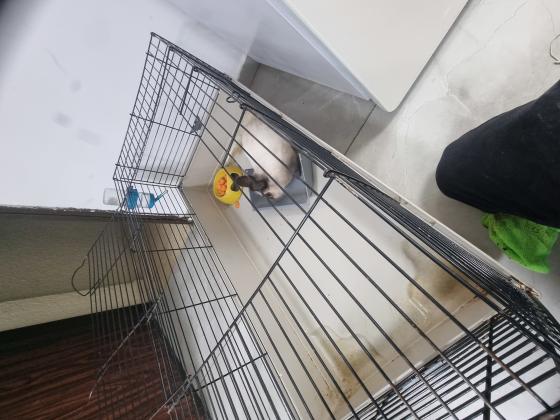 ארנב מתוק ורגיש מגיע עם