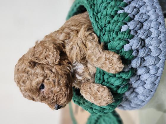 פודל טוי ננסינקבות קטנות ❤️