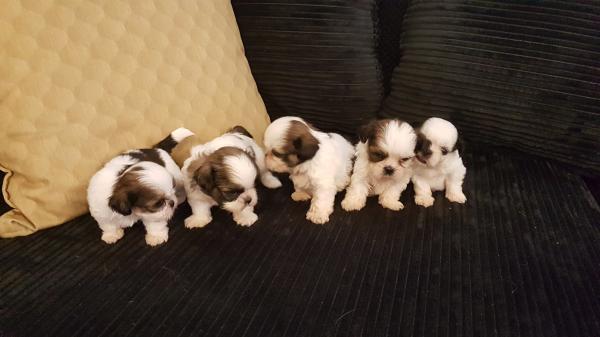 פאפי שיצו מהסוג היפה המלכותי