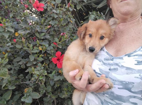 שפיץ מעורב, שועלי בן 4