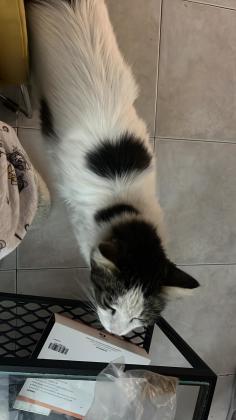 3 חתולים מקסימים , 2