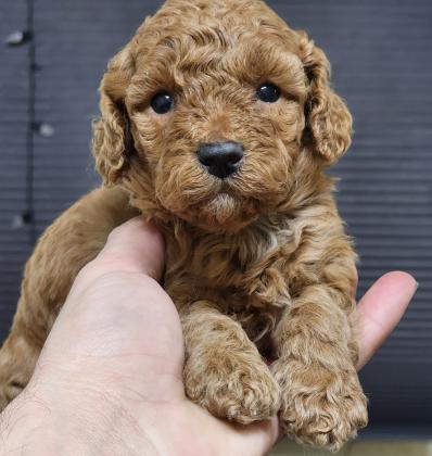 פודל טוי ננסינקבות קטנות ❤️
