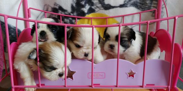 פאפי שיצו מהסוג היפה המלכותי