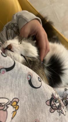 3 חתולים מקסימים , 2